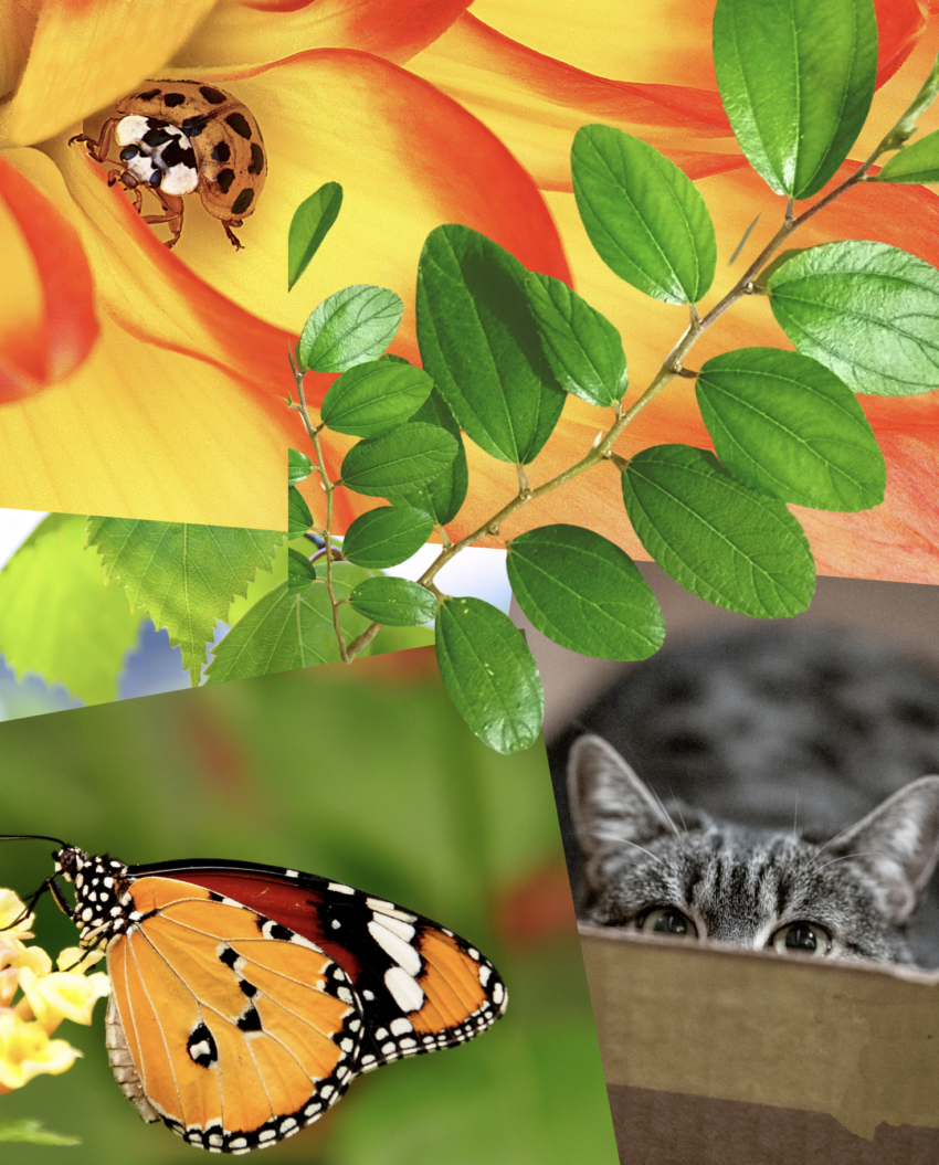 Learning to See - Inspiration